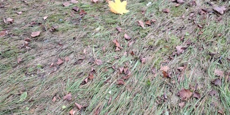 Powiększ grafikę: kim-chcialbys-byc-kiedy-dorosniesz-655658.jpg