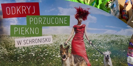 Powiększ grafikę: wolontariusze-w-akcji-388270.jpg