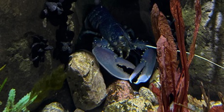 Powiększ grafikę: wyjscie-do-oceanarium-w-gdyni-665460.jpg