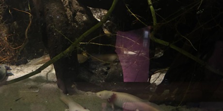 Powiększ grafikę: wyjscie-do-oceanarium-w-gdyni-665462.jpg