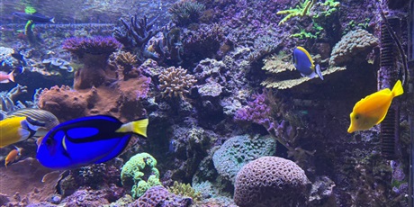 Powiększ grafikę: wyjscie-do-oceanarium-w-gdyni-665502.jpg