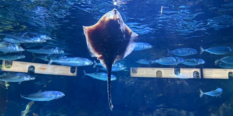 Powiększ grafikę: wyjscie-do-oceanarium-w-gdyni-665505.jpg