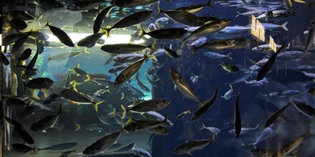 Powiększ grafikę: wyjscie-do-oceanarium-w-gdyni-665517.jpg