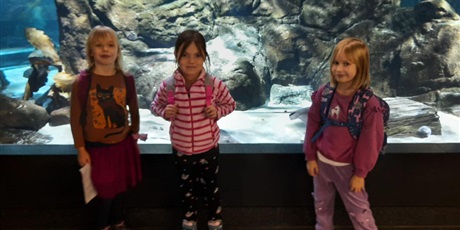 Powiększ grafikę: wyjscie-do-oceanarium-w-gdyni-665519.jpg