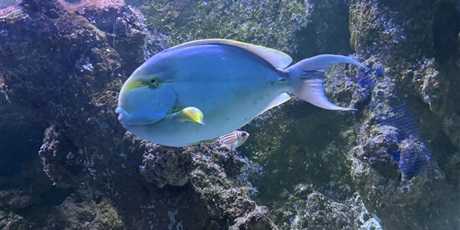 Powiększ grafikę: wyjscie-do-oceanarium-w-gdyni-665523.jpg