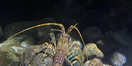 Powiększ grafikę: wyjscie-do-oceanarium-w-gdyni-665533.jpg